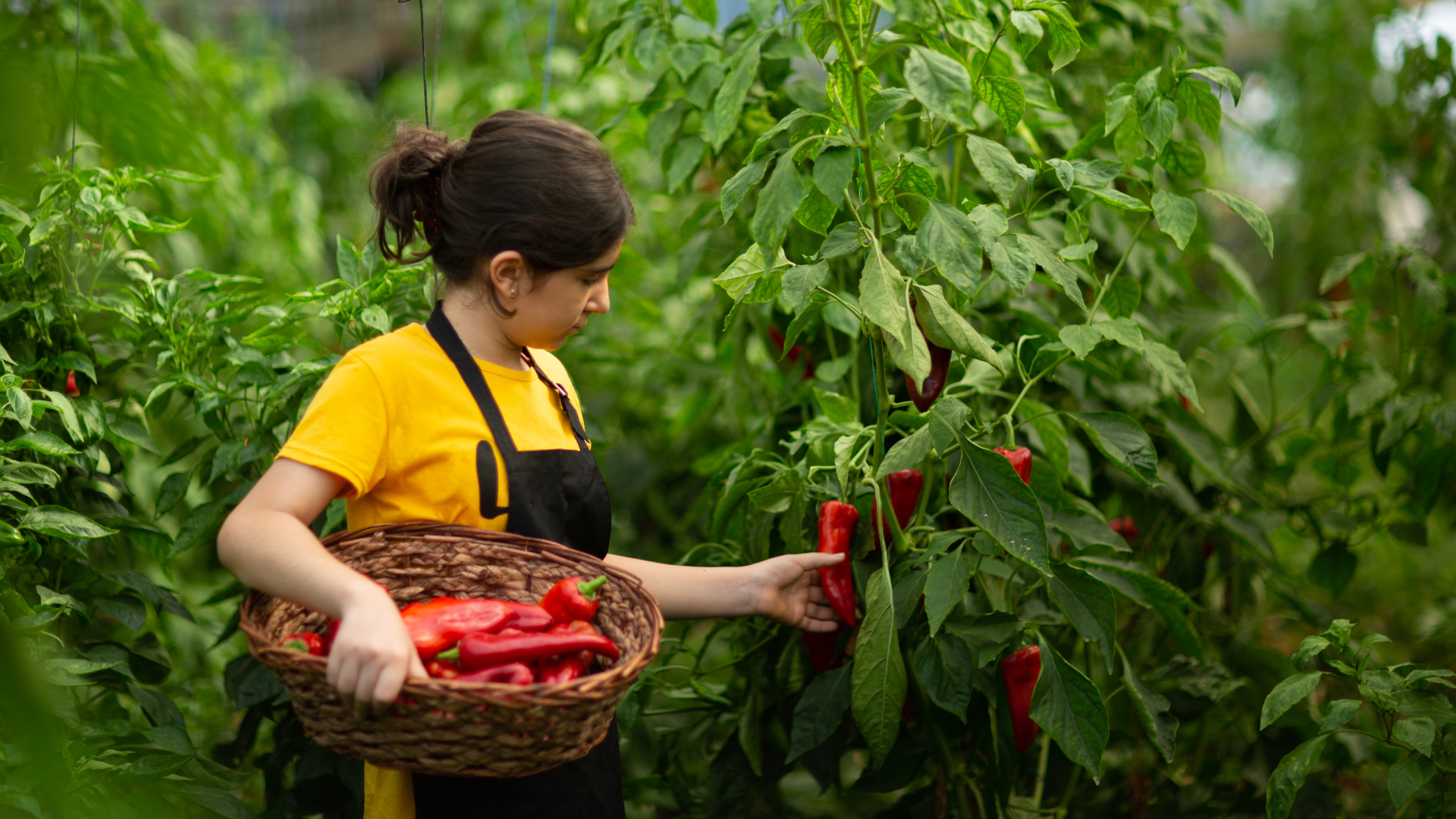 Myths About Organic Food