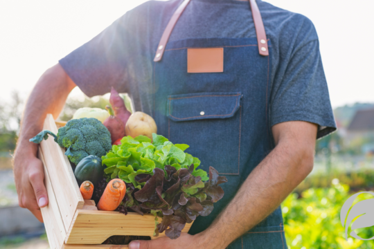 The Evolution of Organic Food Over the Last 20 Years