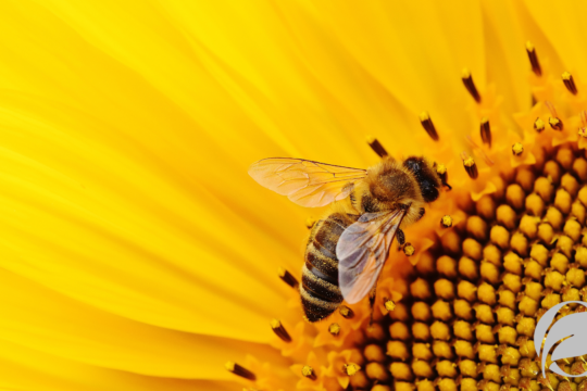 Role of bees in organic agriculture
