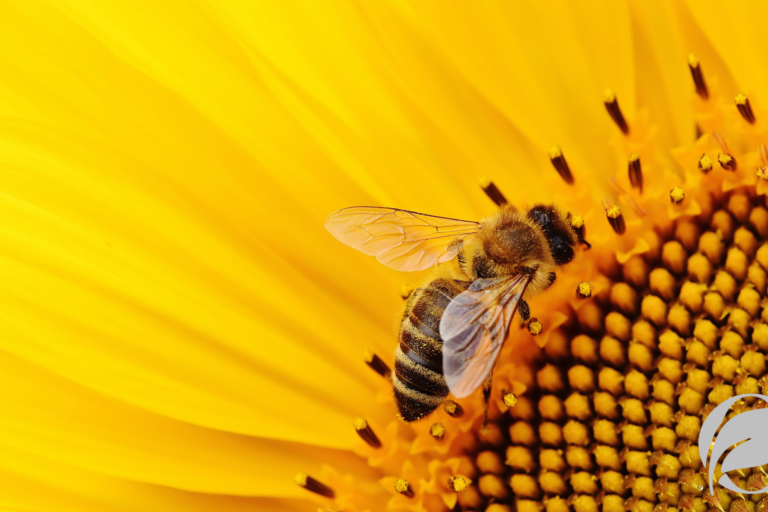 Role of bees in organic agriculture