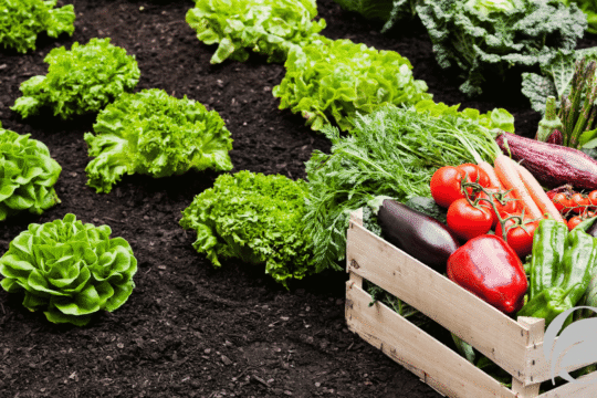 future trends in organic agriculture - organic food guides