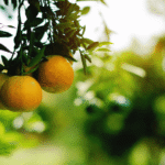 is organic farming sustainable - organic food guides