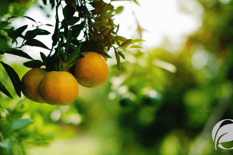 is organic farming sustainable - organic food guides