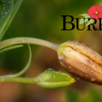 are burpee seeds non gmo