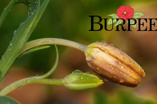 are burpee seeds non gmo