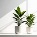 organic plant food for indoor plants