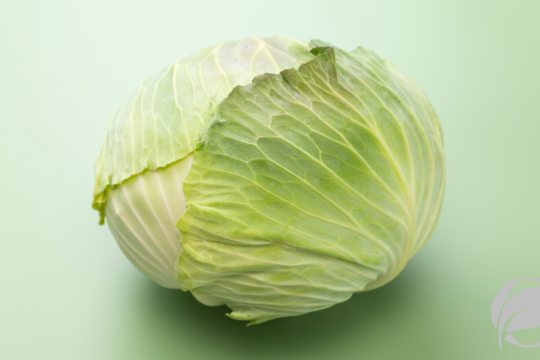 Cabbage