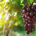 The Complete Guide to Organic Grapes: Nutrition, Health Benefits, and Uses
