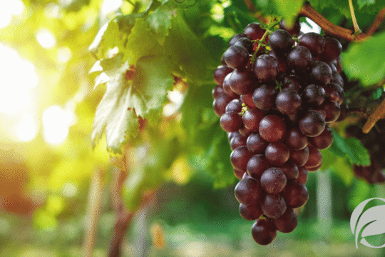 The Complete Guide to Organic Grapes: Nutrition, Health Benefits, and Uses
