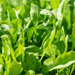 Organic Spinach: Nutrition, Benefits, and Why to Buy Organic
