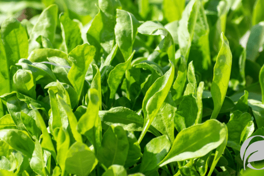 Organic Spinach: Nutrition, Benefits, and Why to Buy Organic