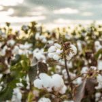 Why Certified Organic Cotton Matters in Reusable Produce Bags