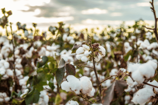 Why Certified Organic Cotton Matters in Reusable Produce Bags