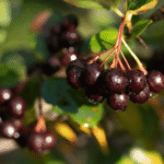 acai berry benefits