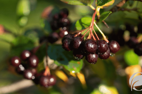 acai berry benefits
