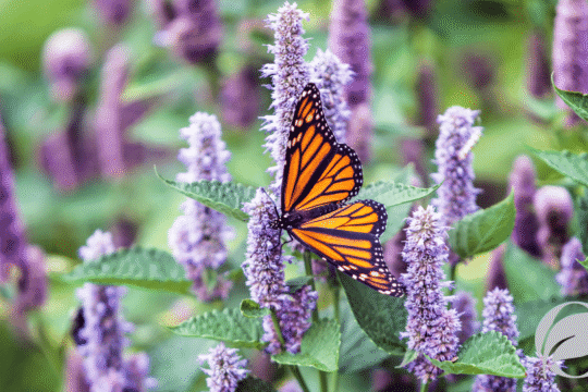 Neonicotinoids and Pollinators: The Devastating Impact Explained