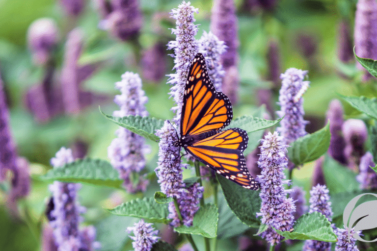Neonicotinoids and Pollinators: The Devastating Impact Explained