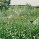 How Organic Farming Practices Protect Local Watersheds