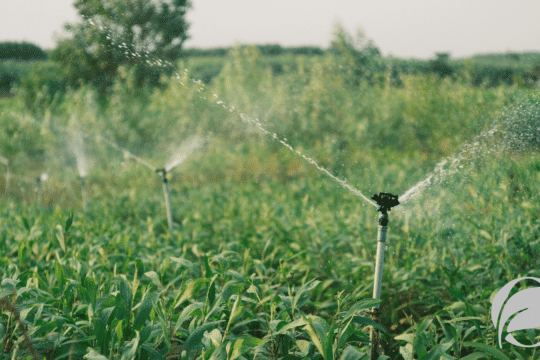 How Organic Farming Practices Protect Local Watersheds