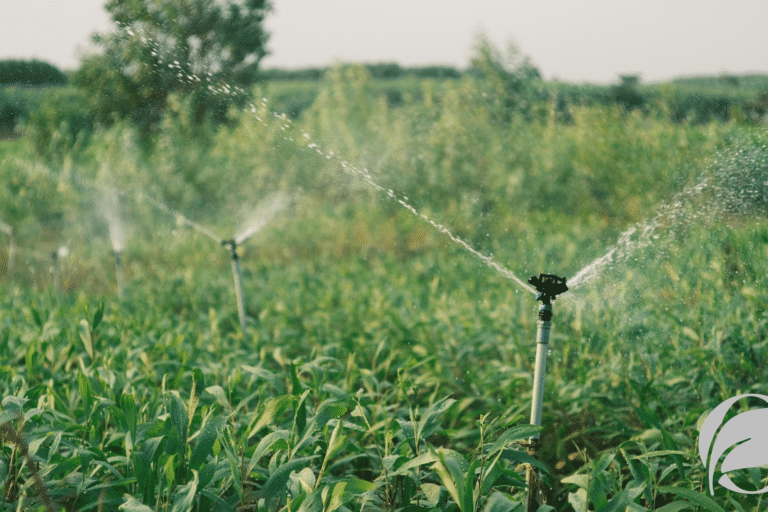 How Organic Farming Practices Protect Local Watersheds