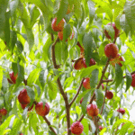 Organic Nectarines: Nutrition, Benefits, and Buying Guide