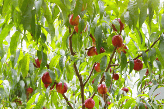 Organic Nectarines: Nutrition, Benefits, and Buying Guide