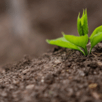 Organic vs. Conventional Soil Health: Why Dirt Matters