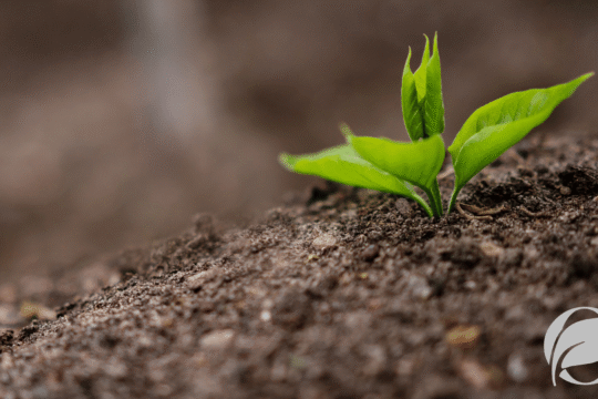 Organic vs. Conventional Soil Health: Why Dirt Matters