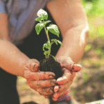 Small Farm Organic Certification: Costs, Hurdles, and Funding