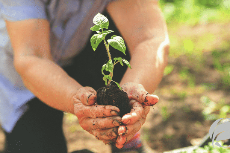 Small Farm Organic Certification: Costs, Hurdles, and Funding