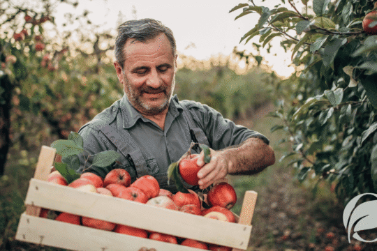 what makes food organic