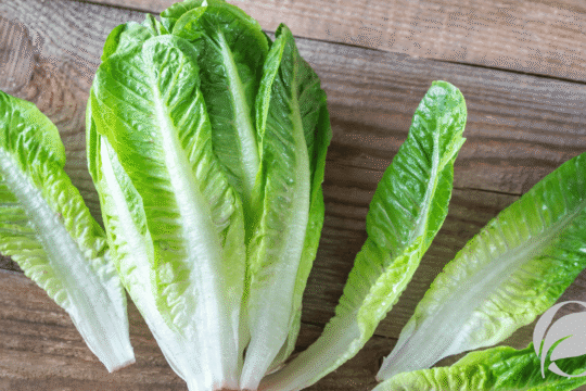 romaine lettuce nutrition