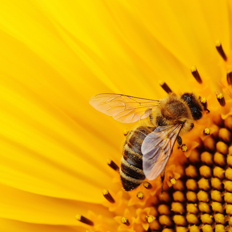 Role of bees in organic agriculture